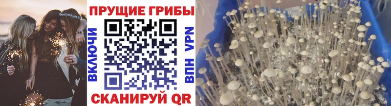 Псилоцибиновые грибы Magic Shrooms  хочу   ОМГ ОМГ как войти  Полысаево 